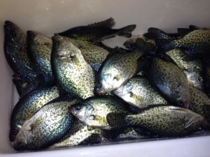 Crappie 1